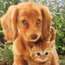 Dublin PetsHotel (@petshotel548) Twitter profile photo
