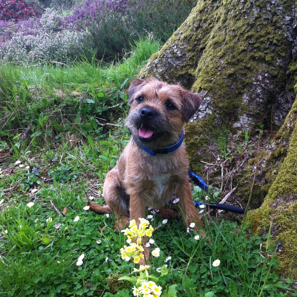 Baxter: chewer of chewies, lover of naps and giver of sloppy kisses. Live in Scotland wiv my family, BT sisfur Bonnie and BT bear brofur Boris.
