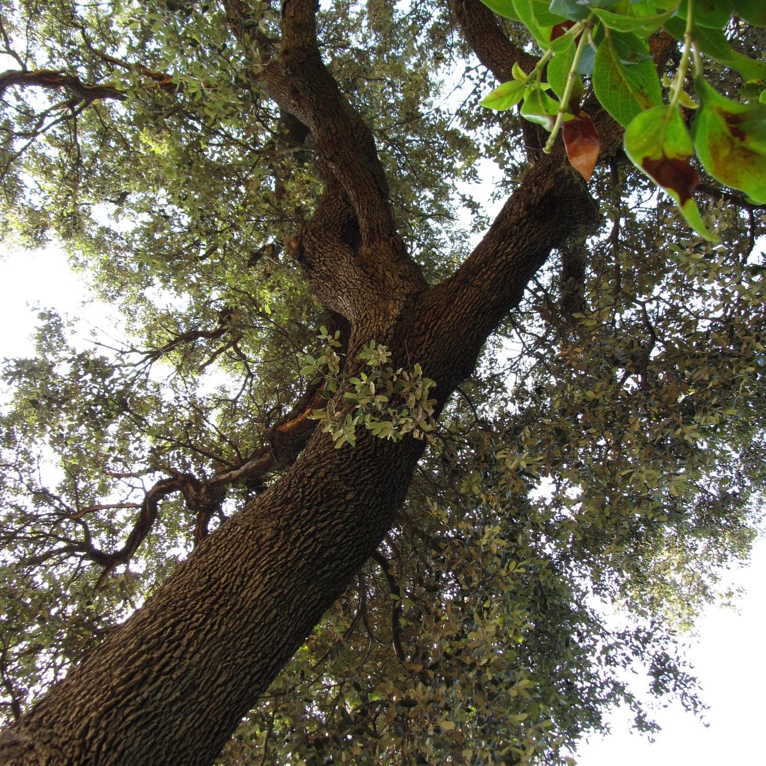 recyclingcat's profile picture. CENTRE DE RECICLATGE DE TINTES I TÒNERS info@recyclingcat.com                                                                   tf. 938 047 398