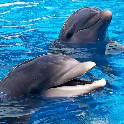 Dawn_Edwards20's profile picture. I think it's obvious, but I stand with Seaworld!! I also love a good debate!!