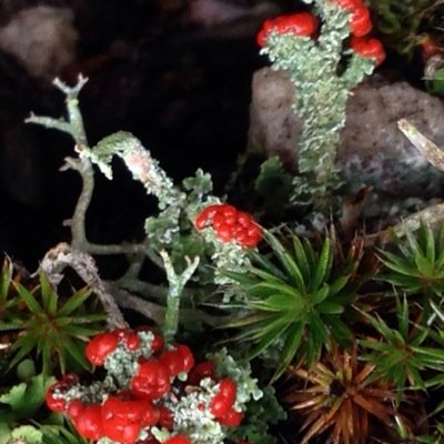 L'Ambiente è la Salute del corpo. Ma se non conosci l'intima natura dell'Ambiente, la Salute del corpo sta attorno a te ma non dentro te.