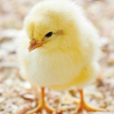 ひよこミキサー Rin Chan Kawaii Twitter ひよこミキサー Rin Chan Kawaii Twitter