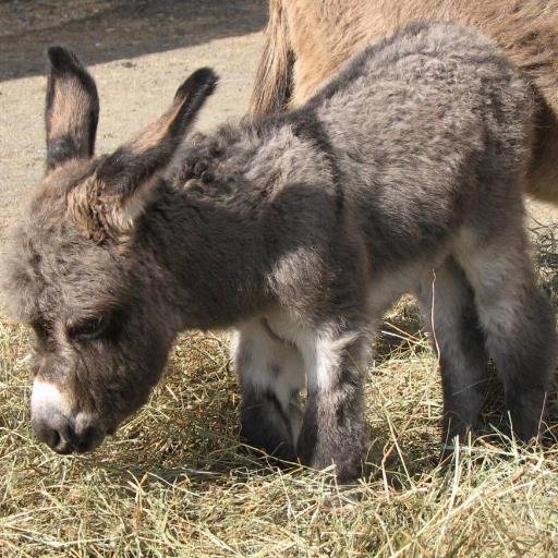 Ducadosman's profile picture. 