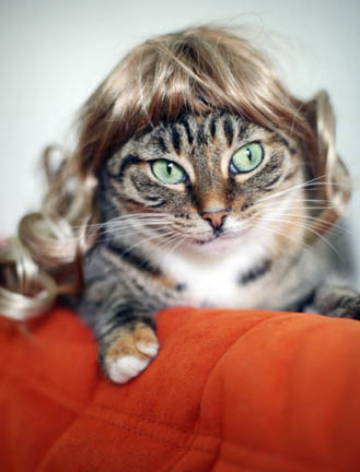 Cat in Wig