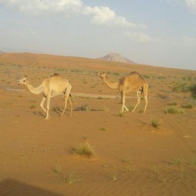 184rbl32's profile picture. ‏‏‏‏شاعر مبتدئ بالشعر