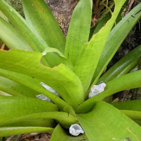 The Srivastava Lab thinks about food webs, diversity, space, predation, coexistence, dispersal, conservation, elements, and traits...and we love bromeliads!