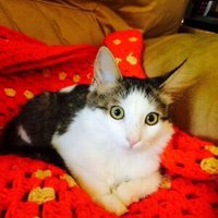 Alice Kramden Kitty (@lorrettodoherty) 's Twitter Profile