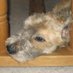 sleepy dog (@ombredeloup) Twitter profile photo sleepy dog (@ombredeloup) Twitter profile photo