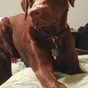 Morgan Plunkett - @Morgiepoothedog - Twitter