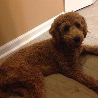 zachary chauvin (@quaddad16) 's Twitter Profile