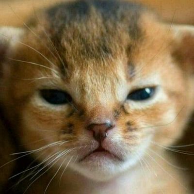 umekichi0906's profile picture. 【ネット保守連合：大阪】所属☆ ぶさ猫大好き♪ 面白猫ちゃんの画像集めてます(=^ェ^=)にゃ～♪エセ右翼さんは無視します(｡-人-｡)…