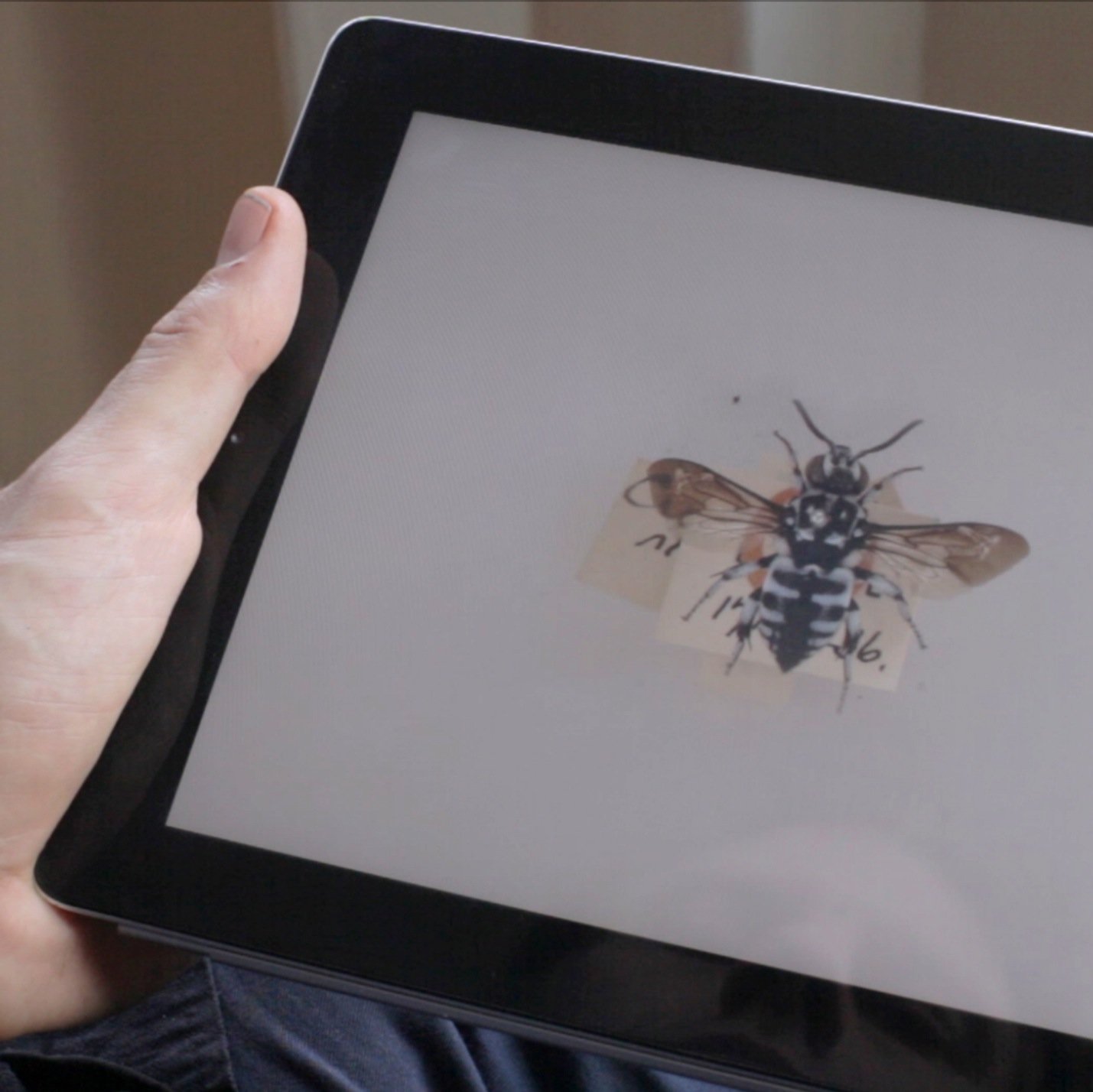 1000 Bees is an interactive project that explores bees and biodiversity in our world. Project currently on Kickstarter: http://t.co/Iv6sYtiF9k