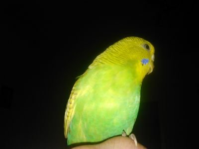 KiRaCk0's profile picture. 