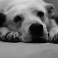 52Velasquez's profile picture. 