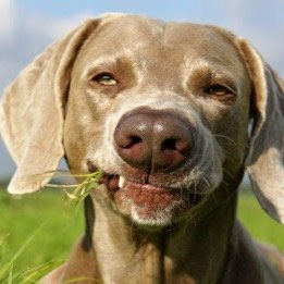 renatinhoj's profile picture. Power Ranger,Gari e Caixa De Supermercado nas horas vagas.