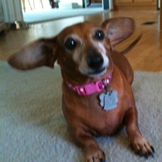 love dogs country music and country living