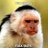pegleggedmonkey's profile image