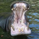 Hayden Griffith - @HayIs4Hippos - Twitter