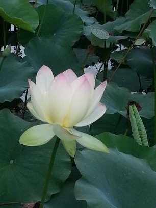 의롭게 살려고 애쓰고 있습니다. 불의한 세력에 강하게 저항합니다. 삶의 아름다운 마무리를 위한 여정을 시작합니다. 노무현, 문재인, 이낙연님을 존경합니다.