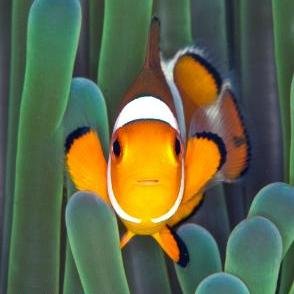 AQUAMARINE3747's profile picture. 