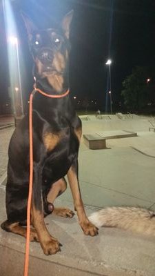 dgsk9training's profile picture. 