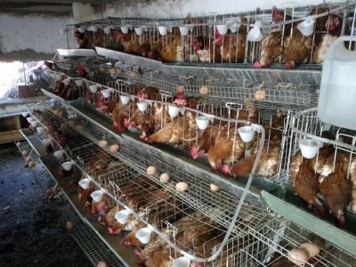 Horticulture~ Animal Husbandry~Apiculture
