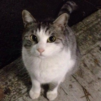 青山学院法学部/uevo/麻雀/ポケモン（ORASやってます）/スクフェス あうあー
