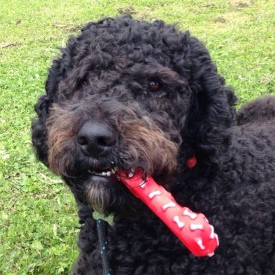 Husband to wife out of my league. Father to daughters akin to mum. Just ahead of the Labradoodle. Retired Chartered Surveyor. Fan of old Mercs.