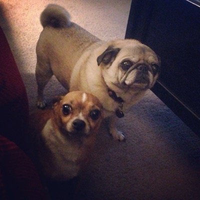 MrsPuggins's profile picture. 