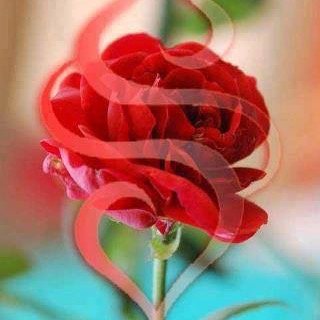 evli kul Anne eş Gavsa mürid