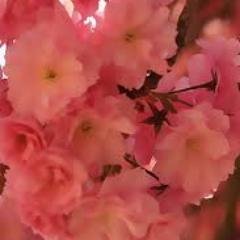 انا عاشقه ولد العم 511