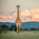 sandra grajeda - @sgrajeda121 - Twitter