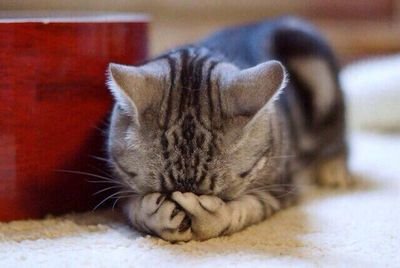 yannyy30's profile picture. love glee, and cute cat.