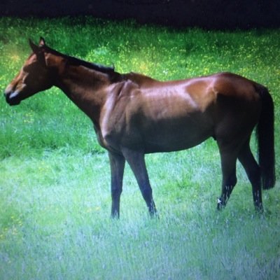 ChickyOaksey's profile picture. 