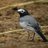 SouthSiderUK's profile image