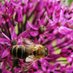 Bee Urban (@beeurbanlondon) Twitter profile photo Bee Urban (@beeurbanlondon) Twitter profile photo