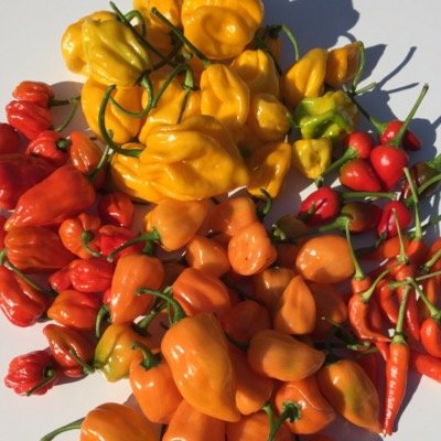 All things Chilli from the mild to the mental! Chilli Seeds, Chilli plugs, Chilli Plants Growing media. Always here to help with all your chilli enquiries.