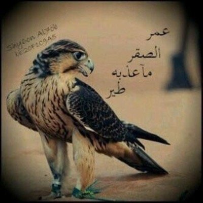 العزه عزه النفس
