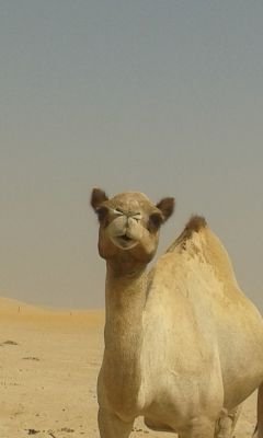 humaid jaber