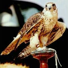 mshall0504's profile picture. 