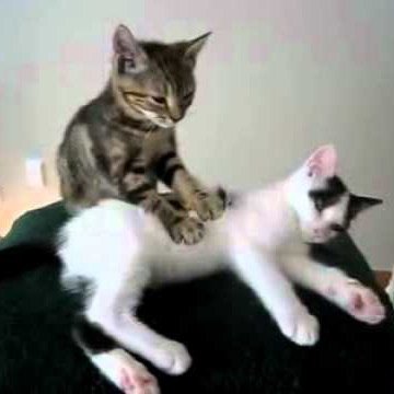 1fisiouca's profile picture. Cuenta oficial de la clase de tercero de fisioterapia de la UCA. Viva la organizacion de fisioterapeutas alcoholicos anonimos!