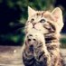 Young Pet Animals (@youngpetanimals) Twitter profile photo