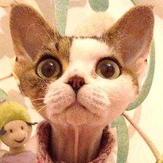 BOSCO DI STELLE - Devon Rex Cattery  - Allevamento di cuccioli di gatto Devon Rex