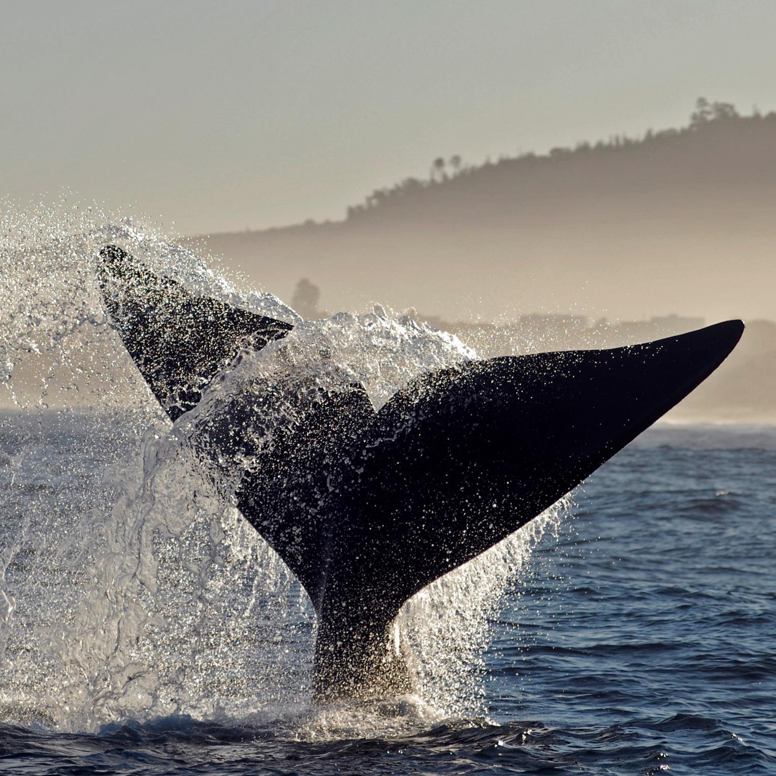 Boat Based Whale Watching in Walker Bay on Ivanhoe the Queen of the RSA whale watching Fleet
