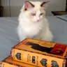DaisyCatNine's profile picture. I'm a literary cat, and I tweet about books when I'm not napping.