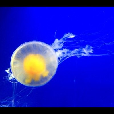 ぶらっくさばすさんのプロフィール画像