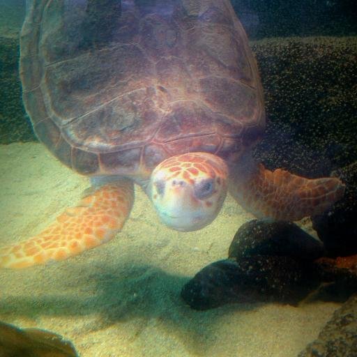 Hi, I'm Sapphire, the Loggerhead Sea Turtle, and the newest jewel @theLivingCoast on San Diego Bay.
