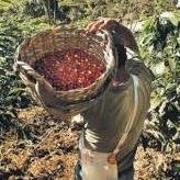 We represent indigenous, speciality coffee farmers in Mexico and sell to roasters throughout the world, giving farmers higher wages, tools and support.