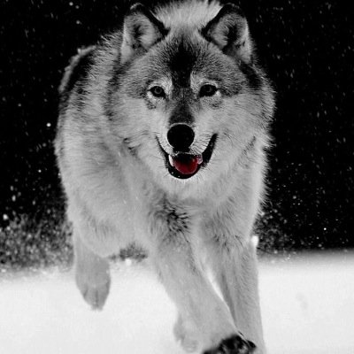 Im alpha of the Crimson Pack and my fur is not normal in wolves...white....and a black shade on my back...That's why they call me shadow •wolf of peace•