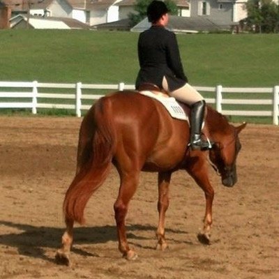 AQHA • Equitation & HUS